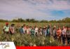 Bolivia avanza en la renovación de la certificación para exportar piña a Chile Piña boliviana apunta a mantener abiertas las puertas de la exportación/ Foto: Senasag