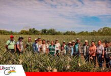 Bolivia avanza en la renovación de la certificación para exportar piña a Chile Piña boliviana apunta a mantener abiertas las puertas de la exportación/ Foto: Senasag