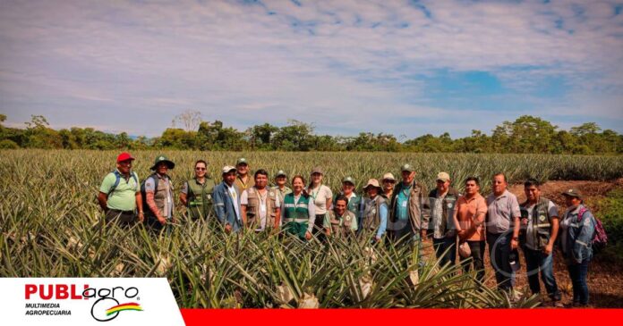 FOTO NOTAS WEB - 2026-09-09T163219.393 Piña boliviana apunta a mantener abiertas las puertas de la exportación/ Foto: Senasag