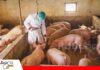 Glaesserella parasuis: detectar a tiempo para proteger al lechón Glaesserella parasuis puede golpear la productividad de la granja/ Foto: Internet