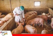 Glaesserella parasuis: detectar a tiempo para proteger al lechón Glaesserella parasuis puede golpear la productividad de la granja/ Foto: Internet