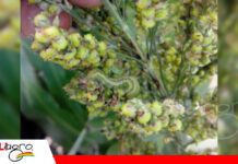 Gusano telarañero: una plaga que pone en riesgo el rendimiento del sorgo Monitoreo oportuno, la clave para frenar al gusano telarañero en sorgo/ Foto: Internet