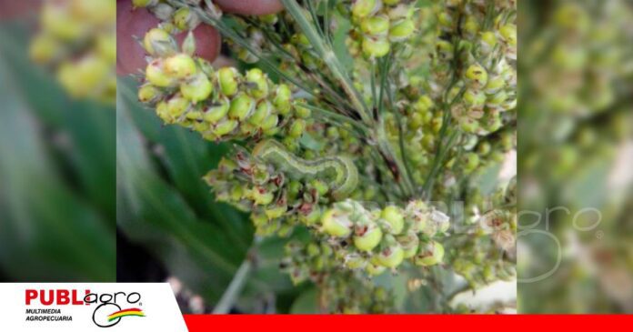 FOTO NOTAS WEB - 2026-09-09T175355.858 Monitoreo oportuno, la clave para frenar al gusano telarañero en sorgo/ Foto: Internet