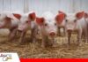El 15% del costo que define el 100% del negocio porcino Sitio 1: donde comienza la rentabilidad de la granja porcina/ Foto: Internet