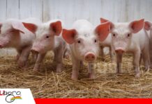 El 15% del costo que define el 100% del negocio porcino Sitio 1: donde comienza la rentabilidad de la granja porcina/ Foto: Internet