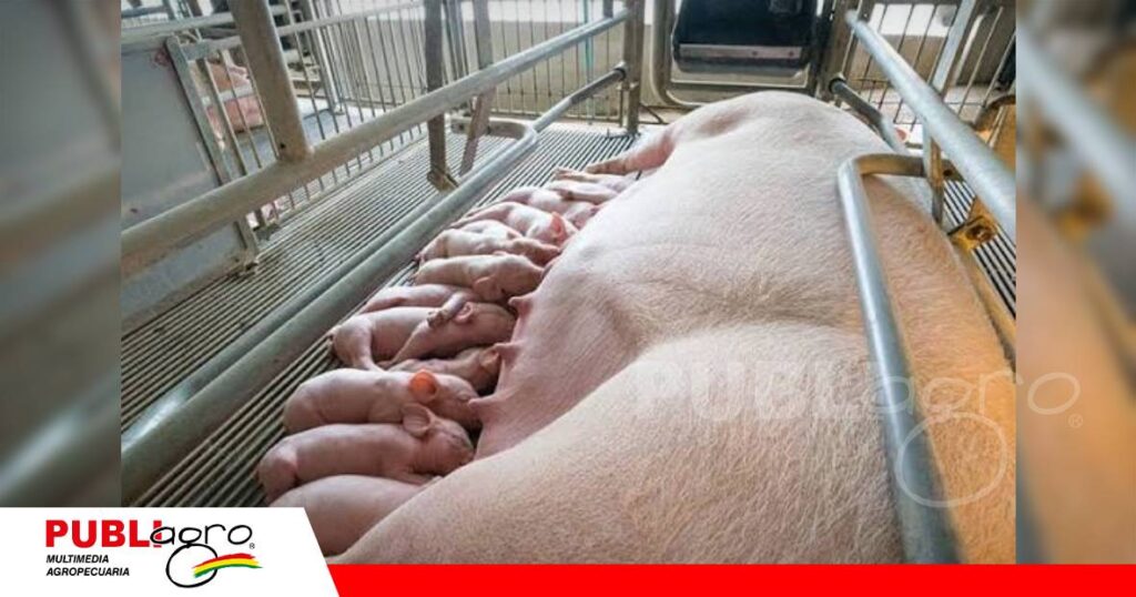 FOTO NOTAS WEB - 2026-09-10T084846.628 El manejo de las hembras, los lechones y el semen/ Foto: Internet