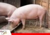 Una alimentación precisa mejora el crecimiento y la rentabilidad porcina El plan de alimentación marca el rumbo del crecimiento porcino/ Foto: Internet