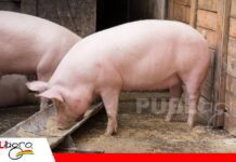 Una alimentación precisa mejora el crecimiento y la rentabilidad porcina El plan de alimentación marca el rumbo del crecimiento porcino/ Foto: Internet