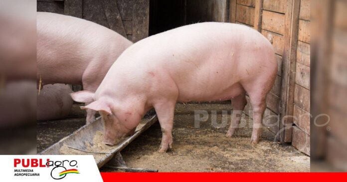 FOTO NOTAS WEB - 2026-09-10T085047.572 El plan de alimentación marca el rumbo del crecimiento porcino/ Foto: Internet