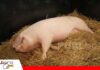 Gestación de alto desempeño exige precisión y constancia La gestación define el potencial reproductivo de la cerda/ Foto: Internet