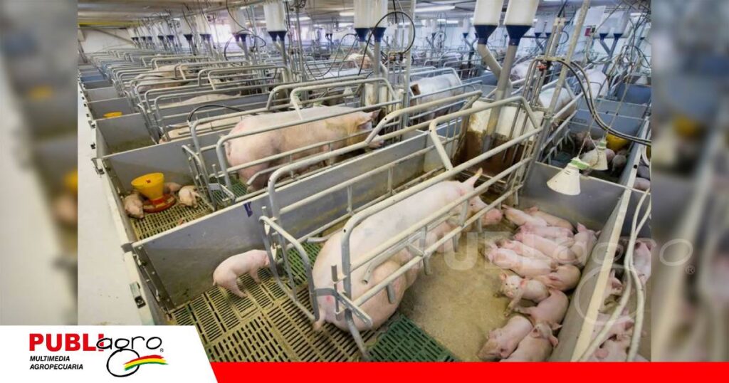 FOTO NOTAS WEB - 2026-09-10T085557.992 Más precisión para mejorar la gestación porcina/ Foto: Internet