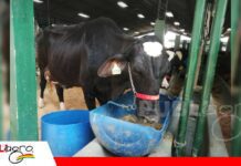 La genética lechera llega con fuerza a Expocruz Las razas Gyr y Girolando para concurso lechero / Foto: Publiagro