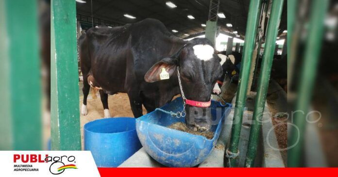 Las razas Gyr y Girolando para concurso lechero / Foto: Publiagro