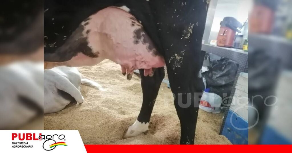 Esperan récord en producción de leche / Foto: Publiagro
