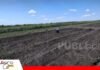 Nuevas alternativas para cuidar el suelo cañero Investigación apuesta por una caña más sostenible/ Foto: Iniaf