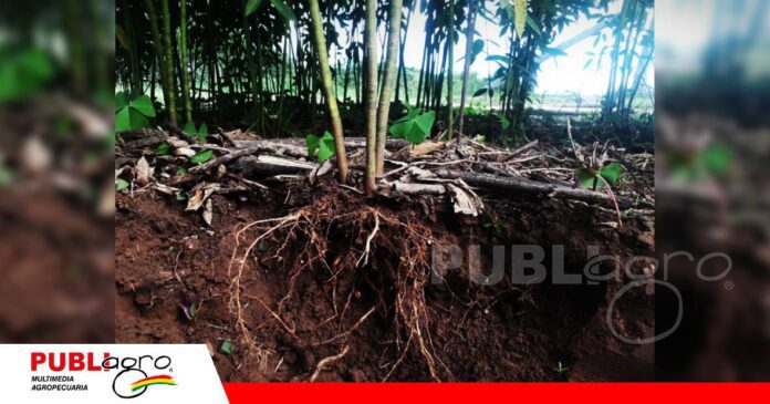 FOTO NOTAS WEB - 2026-09-11T182931.715 El suelo pide más raíces para recuperar la materia orgánica perdida/ Foto: CIAT