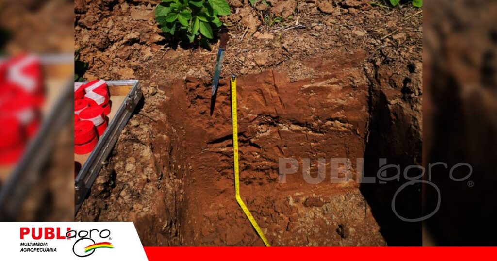 FOTO NOTAS WEB - 2026-09-11T183023.946 Cultivos de servicio, una alternativa para recuperar la materia orgánica/ Foto: CIAT