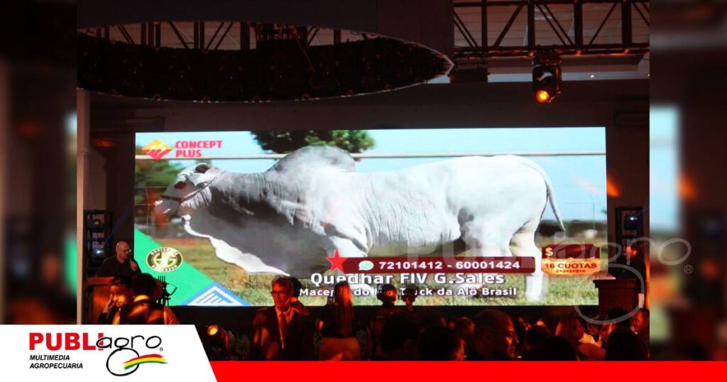 La Ribera, 17 años de trabajo y selección con la raza nelore/ Foto: Publiagro
