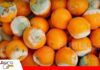 Pudrición ácida: el deterioro que amenaza a los cítricos poscosecha Cítricos bajo ataque de la pudrición ácida/ Foto: Internet
