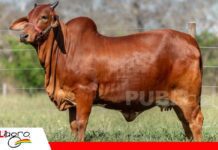 Sindi El Shofar mide calidad y rendimiento La carcasa entra en la selección genética/ Foto: Sindi Shofar