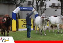 Sylvester FIV Trébol, el más pesado de Expocruz 2026 con 1.235 kilos Tres razas, tres pesos destacados en Expocruz 2026/ Foto: Publiagro