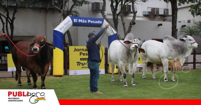 FOTO NOTAS WEB - 2026-09-14T072818.484 Tres razas, tres pesos destacados en Expocruz 2026/ Foto: Publiagro