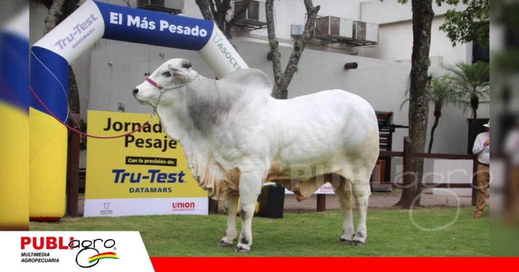 FOTO NOTAS WEB - 2026-09-14T072902.911 Sylvester FIV Trébol, de la cabaña El Trébol/ Foto: Publiagro