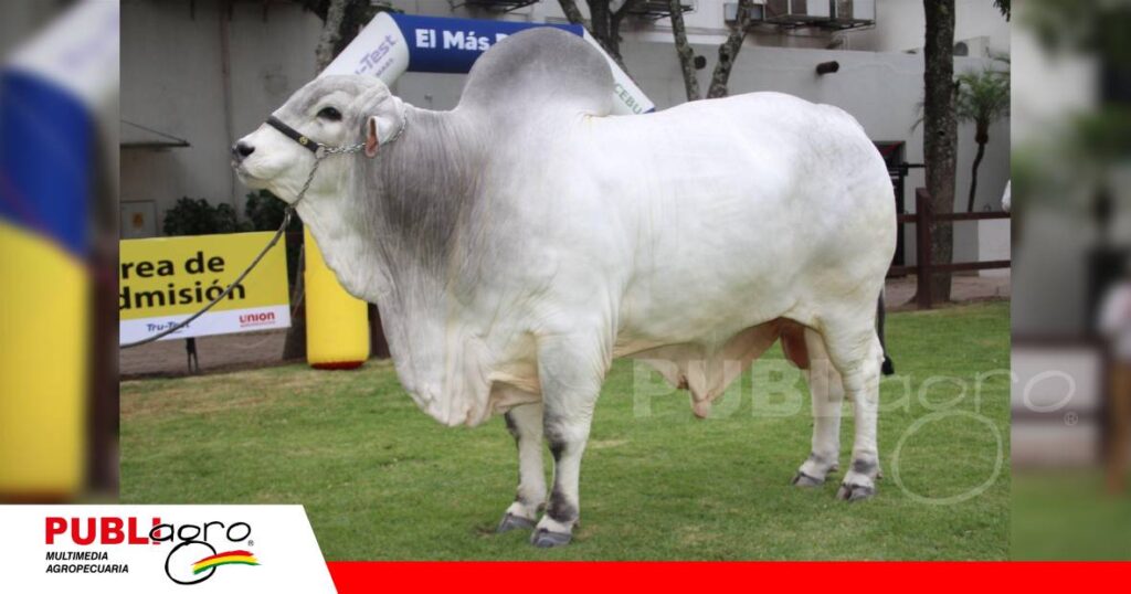 FOTO NOTAS WEB - 2026-09-14T072931.211 Thanak FIV Sausalito/ Foto: Publiagro