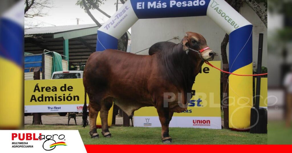 FOTO NOTAS WEB - 2026-09-14T072954.873 Glotón FIV de Campo Chueco/ Foto: Publiagro
