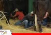 Récord de participación marca el inicio del Concurso Lechero de Expocruz Se realizan tres ordeñas al día/ Foto: Publiagro