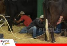 Récord de participación marca el inicio del Concurso Lechero de Expocruz Se realizan tres ordeñas al día/ Foto: Publiagro