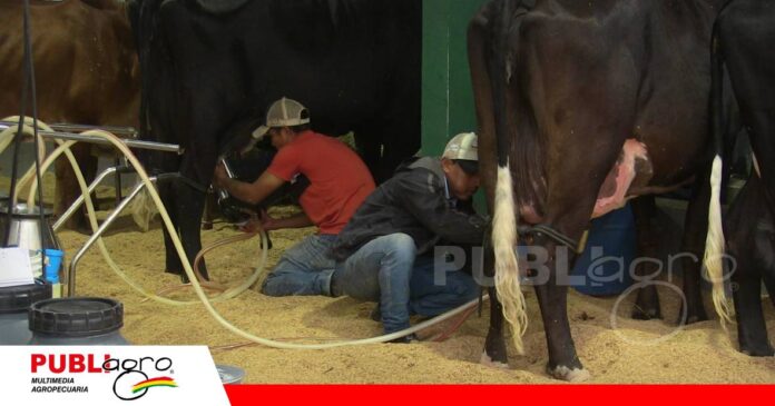 FOTO NOTAS WEB - 2026-09-14T073011.201 Se realizan tres ordeñas al día/ Foto: Publiagro