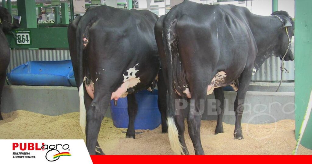 FOTO NOTAS WEB - 2026-09-14T073039.475 Participantes girolando en el concurso lechero/ Foto: Publiagro