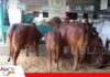 Cabaña La Reserva apuesta por la genética para consolidar su camino en Nelore y Sindi Cabaña La Reserva cria ganado Sindi y Nelore/ Foto: Publiagro