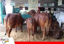 Cabaña La Reserva apuesta por la genética para consolidar su camino en Nelore y Sindi Cabaña La Reserva cria ganado Sindi y Nelore/ Foto: Publiagro