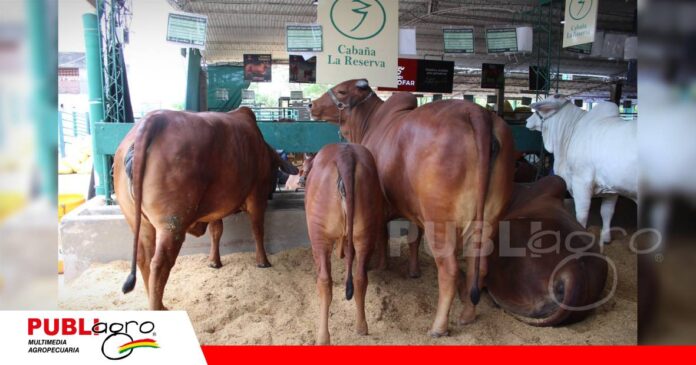 FOTO NOTAS WEB - 2026-09-21T141554.266 Cabaña La Reserva cria ganado Sindi y Nelore/ Foto: Publiagro