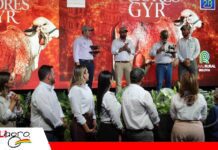 Valores Gyr une a dos familias para acercar genética de élite a Bolivia Una alianza que trae a Bolivia 30 años de selección genética en Gyr Lechero/ Foto: Publiagro