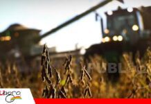 Soyeros urgen libre exportación y biotecnología tras eliminación de subvención al diésel La libre exportación y biotecnología son pedidos de larga data del sector/ Foto: EJU