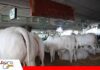 Cabaña Jenecherú: la pasión por el Nelore que pasó de generación en generación Cabaña Jenecherú celebra 15 años de crianza de ganado PO/ Foto: Publiagro