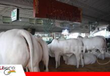Cabaña Jenecherú: la pasión por el Nelore que pasó de generación en generación Cabaña Jenecherú celebra 15 años de crianza de ganado PO/ Foto: Publiagro