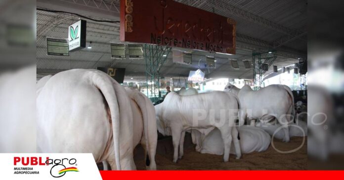 Cabaña Jenecherú celebra 15 años de crianza de ganado PO/ Foto: Publiagro