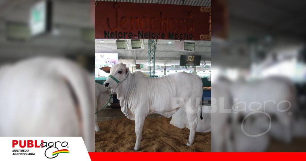 Genética boliviana y brasileña se encuentran en Jenecheru/ Foto: Publiagro