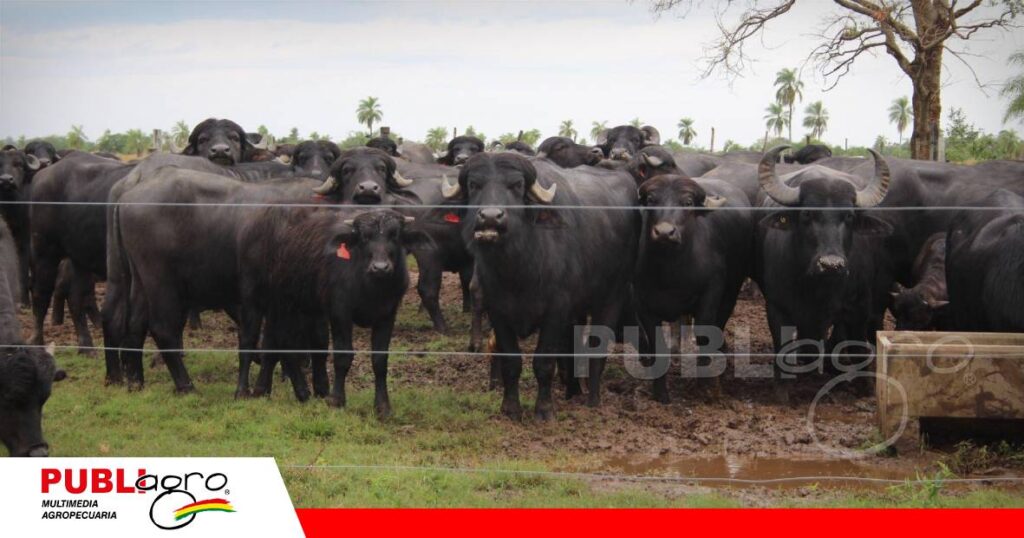 La crianza de búfalos crece en Bolivia/ Foto: Publiagro