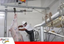La faena técnica del búfalo analiza su productividad, bienestar animal y calidad de carne en Bolivia Faena de búfalo en el frigorífico El Carmen/ Foto: Publiagro