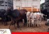 El Torno prepara su Feria Ganadera con ejemplares de distintas razas y categorías El Torno prepara su feria ganadera con diversidad de razas/ Foto: Internet