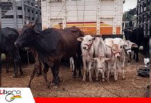 El Torno prepara su Feria Ganadera con ejemplares de distintas razas y categorías El Torno prepara su feria ganadera con diversidad de razas/ Foto: Internet