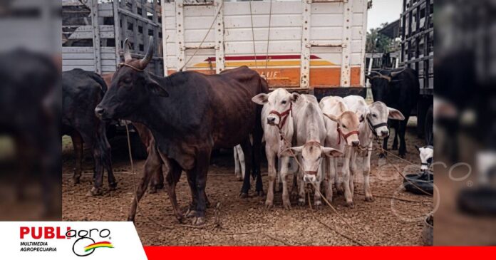 El Torno prepara su feria ganadera con diversidad de razas/ Foto: Internet