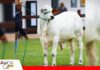 La genética de la Chiquitania conquista en pistas de Expocruz junto a cabaña Jenecherú Zanetti FIV Jenecherú, campeón ternero menor/ Foto: Cabaña Jenecherú