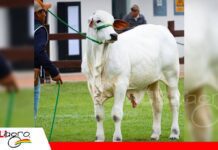 La genética de la Chiquitania conquista en pistas de Expocruz junto a cabaña Jenecherú Zanetti FIV Jenecherú, campeón ternero menor/ Foto: Cabaña Jenecherú