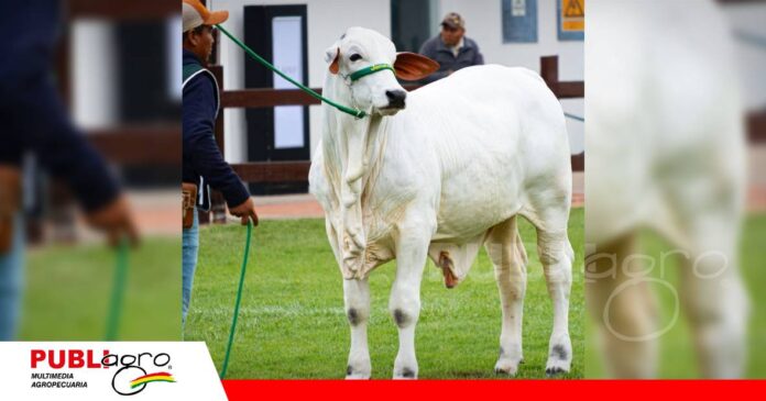 Zanetti FIV Jenecherú, campeón ternero menor/ Foto: Cabaña Jenecherú
